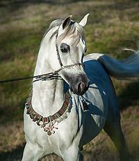 Kamal Ibn Adeed ( Al Adeed Al Shaqab x NF Bint Sajha )